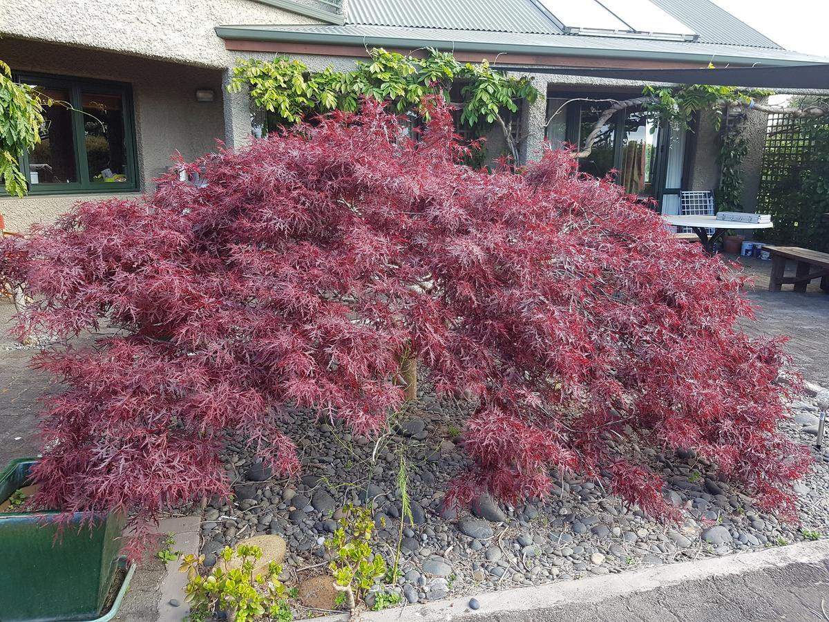Pirongia ハイゲート ベッド アンド ブレックファースト&ガーデン Bed & Breakfast エクステリア 写真